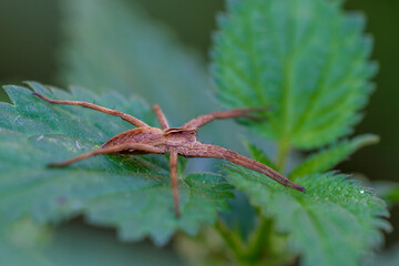Listspinne (Pisaura mirabilis)