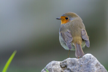 Rotkehlchen (Erithacus rubecula)