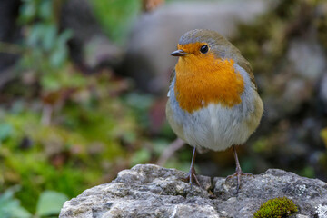 Rotkehlchen (Erithacus rubecula)