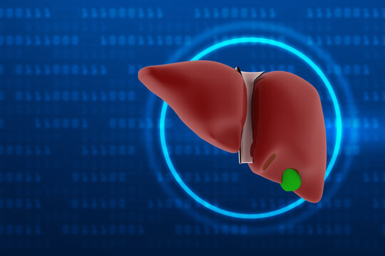 Realistic human liver 3d illustration