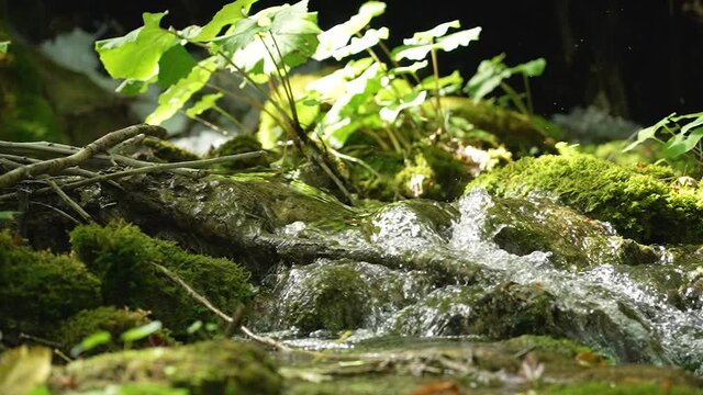 Small forest river forest stream flowing over rocks and branches. Close up of the water splashing. Slow motion.
