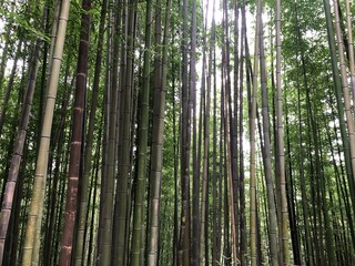 bamboo forest background