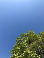 green leaves against blue sky