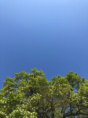 green leaves against blue sky