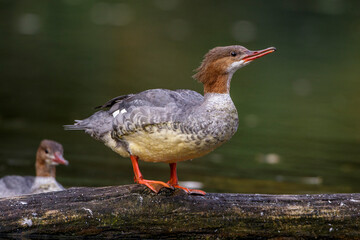 Gänsesäger (Mergus merganser) Weibchen