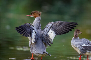 Gänsesäger (Mergus merganser) Weibchen