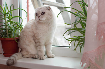 Close-up of a grey British blue-eyed shorthair cat sitting on a window around indoor plants. Image...