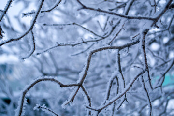 Winter forest landscape. Tall trees under snow cover. January frosty day in park.