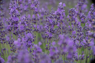 Lavender flower field, Blooming purple fragrant lavender flowers. Growing lavender swaying in the wind, harvesting, perfume ingredient, aromatherapy