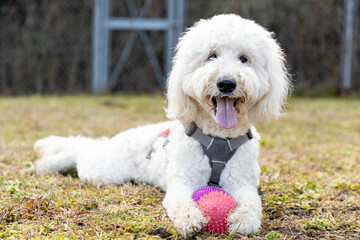 ゴールデンドゥードル犬