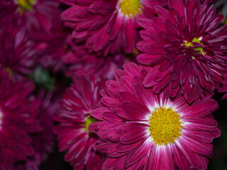 Flower card made of bright red chrysanthemum flowers. Burgundy autumn chrysanthemum flowers for a floral background. Close-up of colorful flower buds