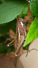 grasshopper on the leaf