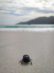 beetle on the beach