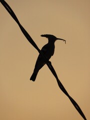 Silhouette of a bird with a worm in its beak © Shardul