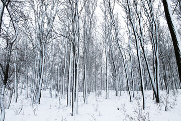 Wonderful beautiful winter forest landscape. Tall black trees against in the park. Wood hills covered with white snow. Uninhabited wilderness. Cold weather, season. Frosty day in December. Countryside