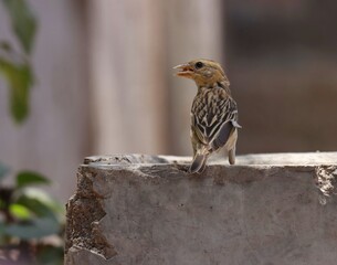 Closeup of Baya weaver. Ploceus philippinus. Weaver bird.
