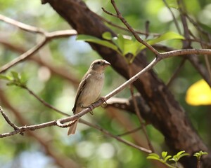 House sparrow bird on a branch. The house sparrow is a bird of the sparrow family Passeridae, found in most parts of the world. Passer domesticus.