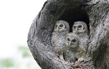 Inquisitive Gang of Three