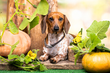 Dog dachshund piebald  color, portrait and autumn decor from pumpkins