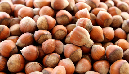Dried hazelnuts close up view, harvested fruits in summer