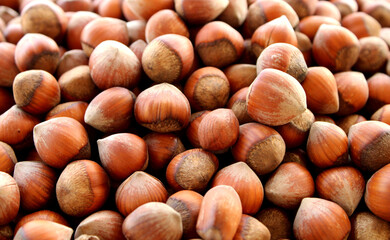 Natural dried hazelnuts close up view, harvested fruits in summer