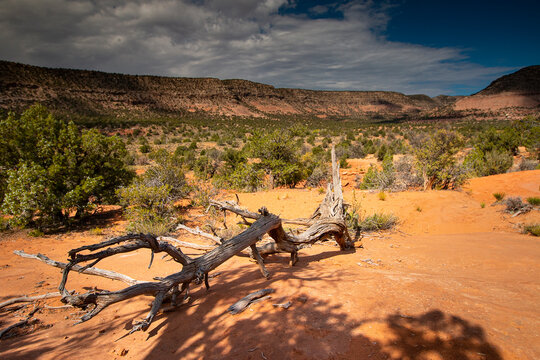 Canyons Of The Ancients