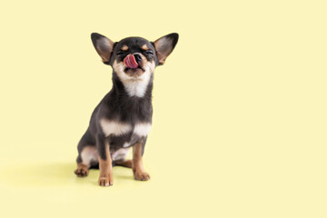 small dog, Chihuahua puppy licks its lips of delicious food with closed eyes. animal on yellow background, copy space, text - obrazy, fototapety, plakaty