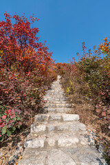 Fototapeta na wymiar Colorful mountain forest in autumn