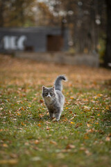 squirrel on the ground