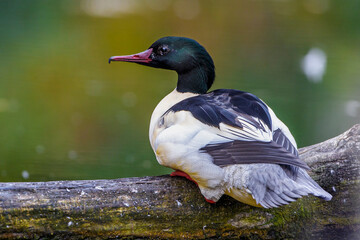 Gänsesäger (Mergus merganser) Männchen