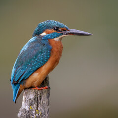 Eisvogel (Alcedo atthis) Männchen