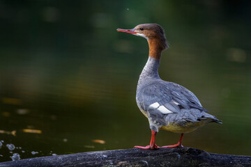 Gänsesäger (Mergus merganser) Weibchen