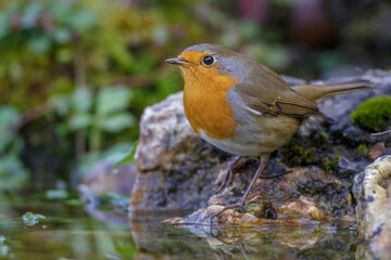 Fototapeta premium Rotkehlchen (Erithacus rubecula)