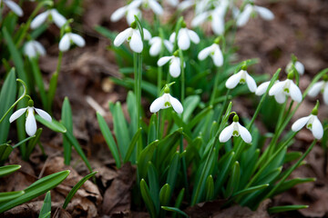 Flowers snowdrops in garden, sunlight. First beautiful snowdrops in spring. Common snowdrop blooming. Galanthus nivalis bloom in spring forest