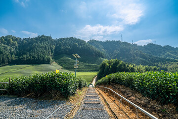 Naklejka premium Hangzhou Qiandao Lake Tea Mountain