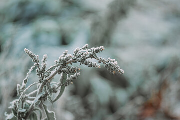 frost on the dried grass. first winter frosts. loneliness and cold concept