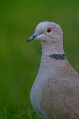 Türkentaube (Streptopelia decaocto)
