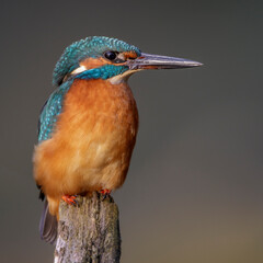 Eisvogel (Alcedo atthis) Männchen