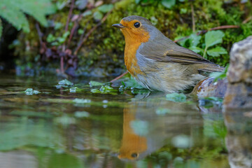 Rotkehlchen (Erithacus rubecula)