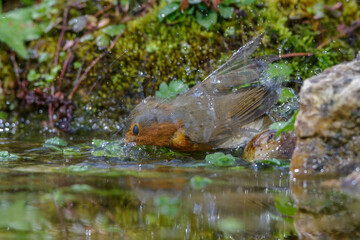 Rotkehlchen (Erithacus rubecula)