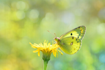 Pale clouded yellow butterfly (Colias hyale) on a yellow flower. Light yellow bokeh in background....