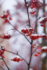 red berries in snow