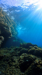Naklejka na ściany i meble Dreamful underwater landscape