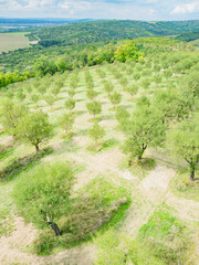 Green almonds trees in onchard after harvesting nuts.