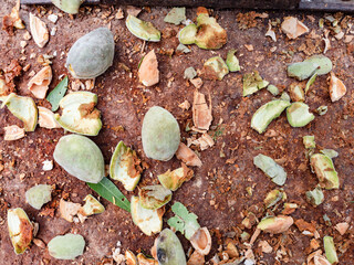 Almond harvest time. Shells of broken almonds nuts