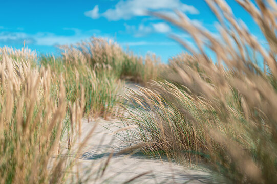 Grass and Sand in the dunes at Skagen in Denmark. High quality photo