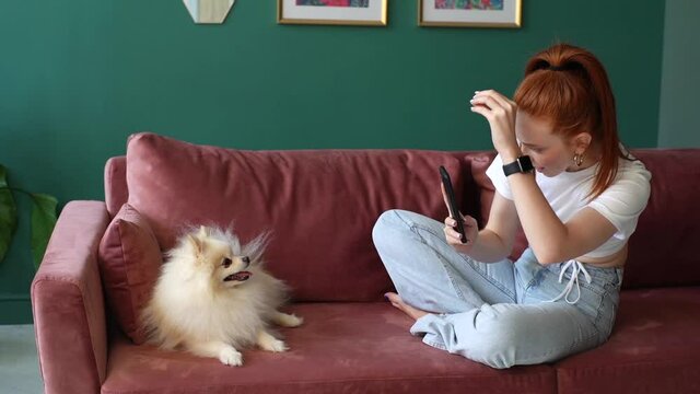 Attractive redhead young woman taking photo on her pretty white small Spitz pet dog sitting on comfortable sofa, in cozy light living room with modern interior. Happy female spending time with doggy.