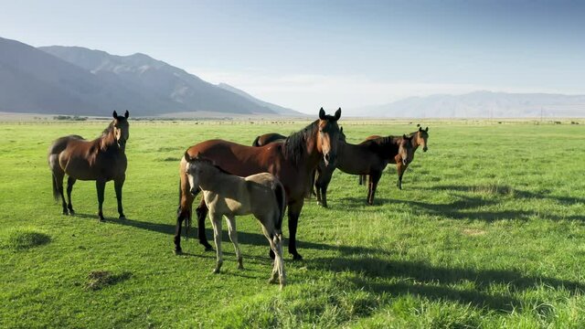 Close up small cute foal staying close to mother adult horse. White colt looking at camera. Adorable cade sucking mothers breast. Herd of wild horses on green meadow in wild nature at golden hour 4K