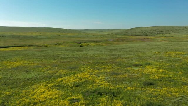 The green spring steppe aerial view. Clear blooming wild pasture land with flowers, grass and hills