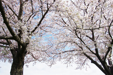 毛馬閘門の桜